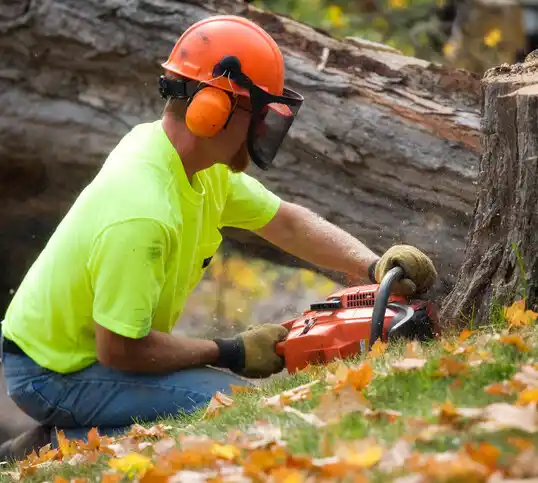 tree services South Corning